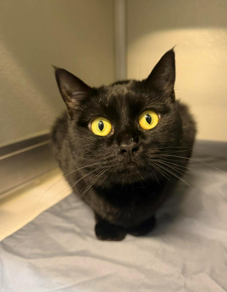 Enlarge Checkers, a Adoptable mixed breed in Kodiak, AK image 2/6