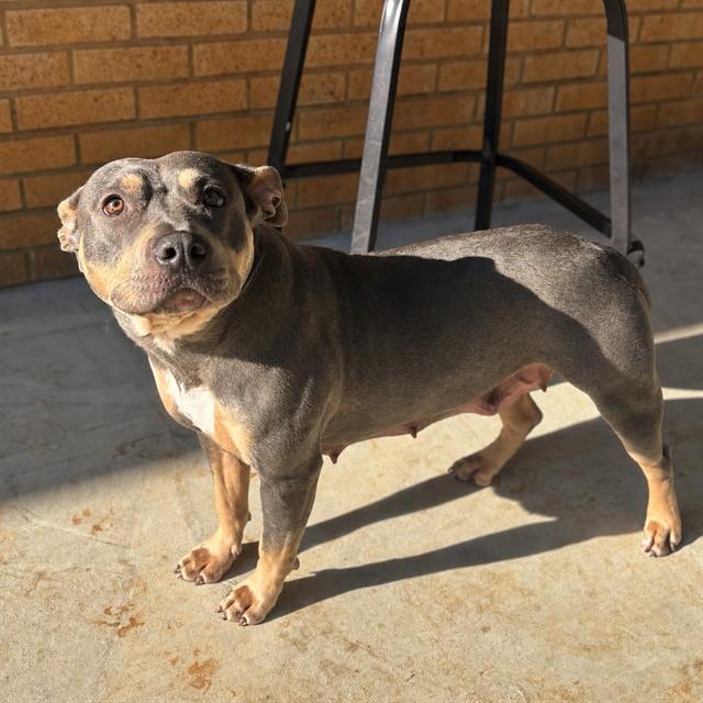 RENEE, Adoptable, Young Female Pit Bull Terrier & Mixed Breed.