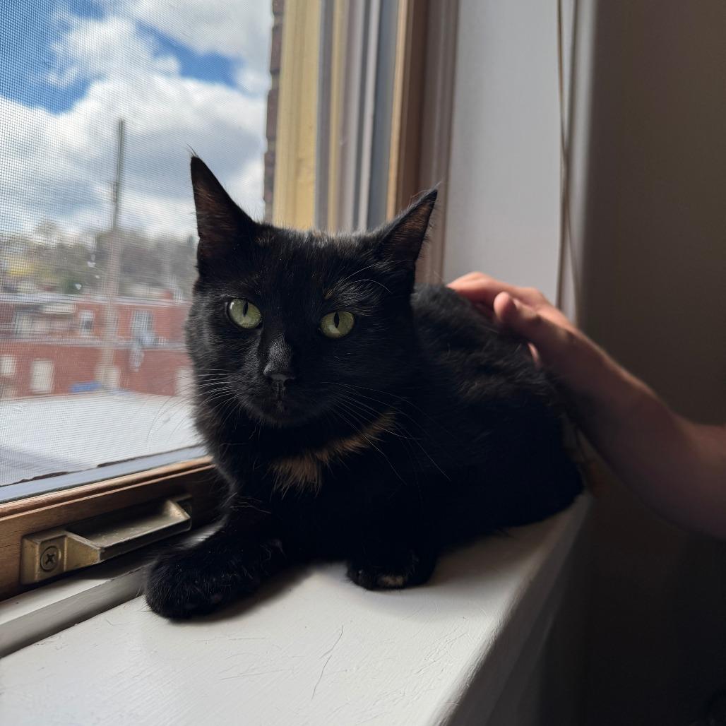 Ripley, Adoptable, Adult Female Domestic Short Hair.