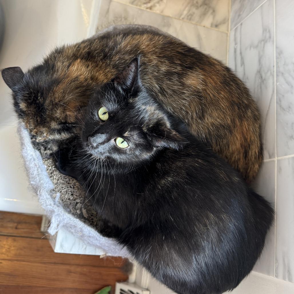 Enlarge Ripley, a Adoptable Domestic Short Hair in Gibsonia, PA image 2/6