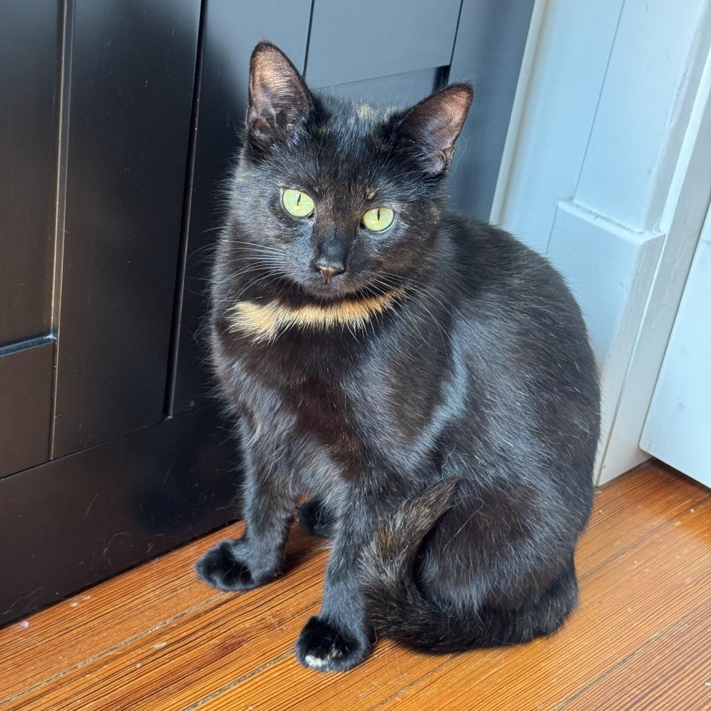 Enlarge Ripley, a Adoptable Domestic Short Hair in Gibsonia, PA image 3/6