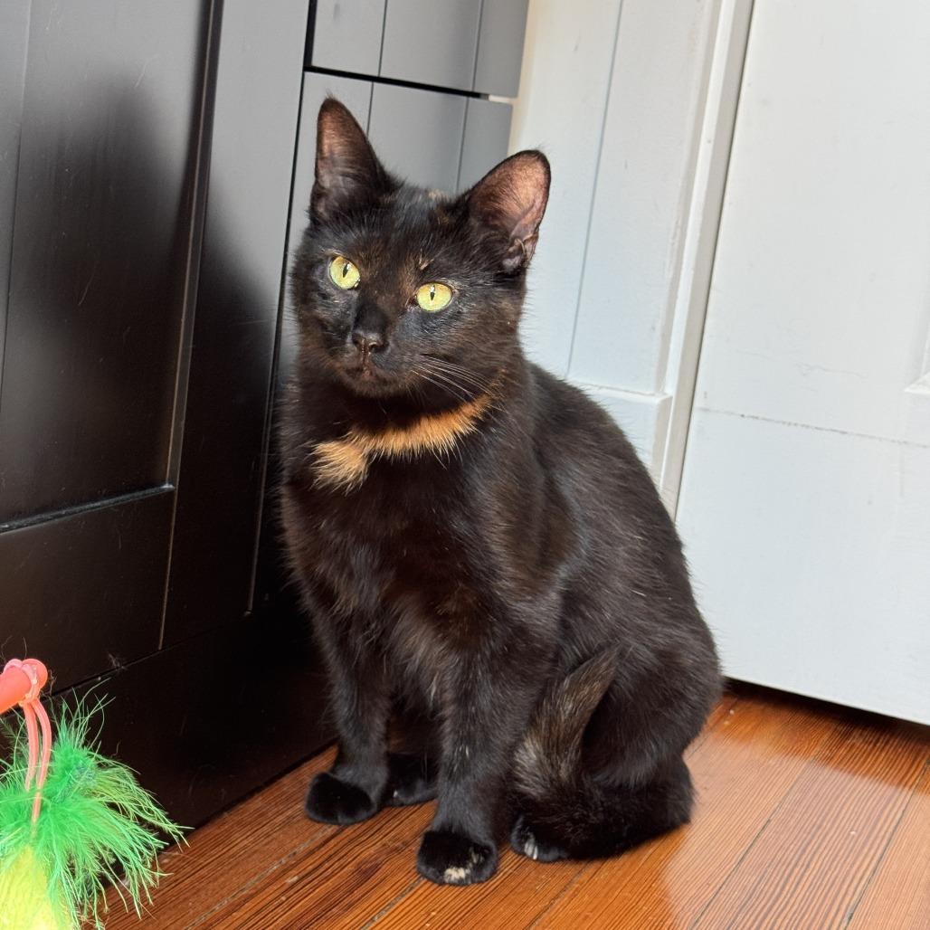 Enlarge Ripley, a Adoptable Domestic Short Hair in Gibsonia, PA image 4/6