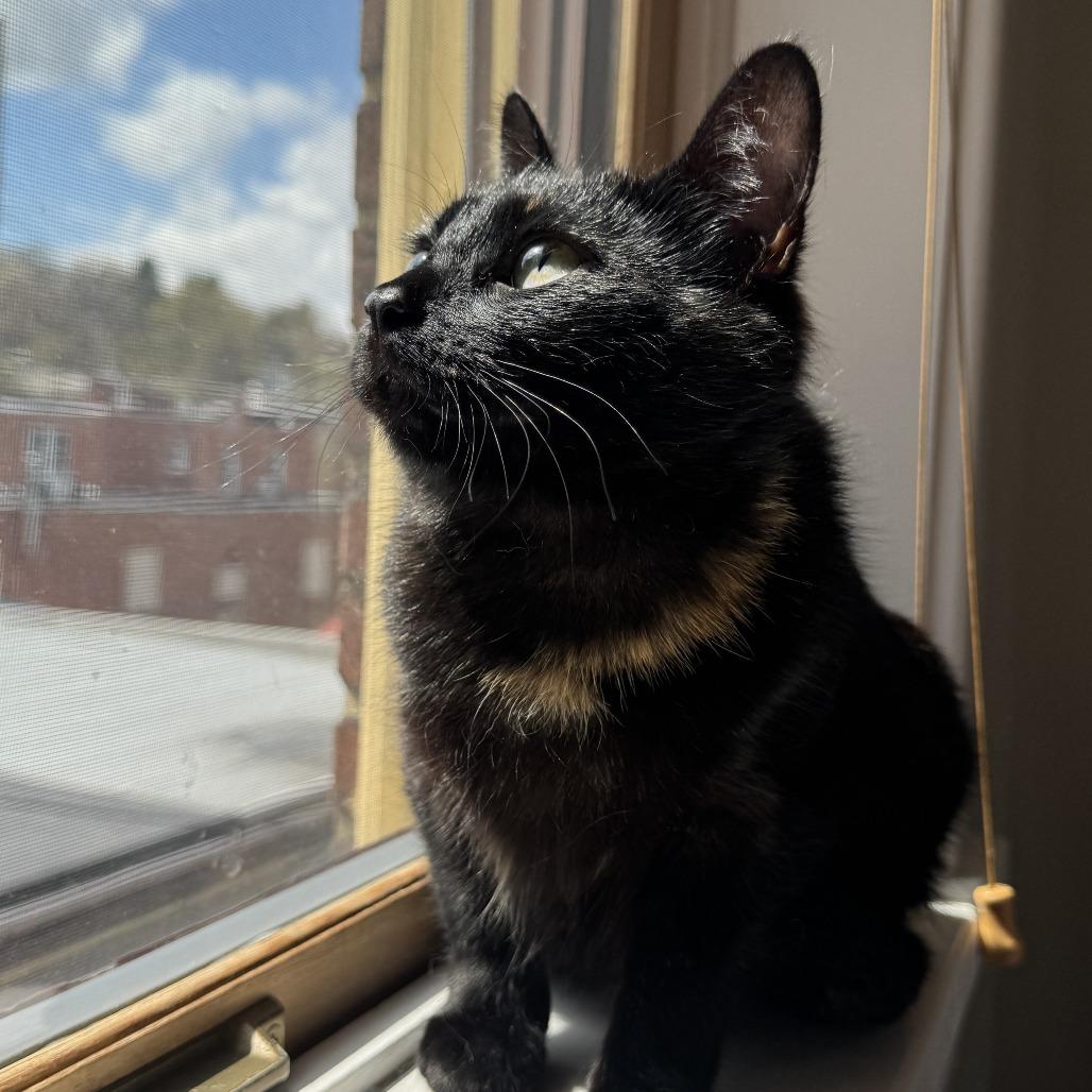 Enlarge Ripley, a Adoptable Domestic Short Hair in Gibsonia, PA image 5/6