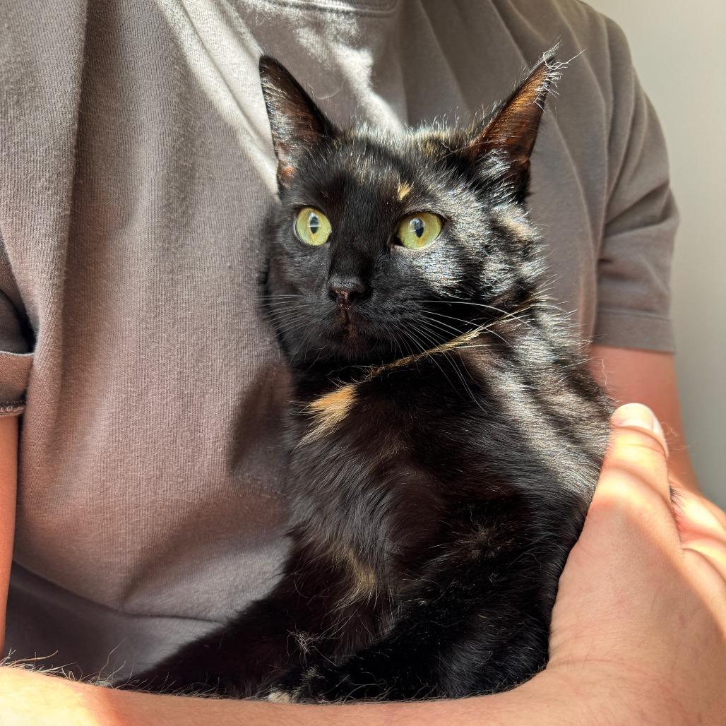 Enlarge Ripley, a Adoptable Domestic Short Hair in Gibsonia, PA image 6/6