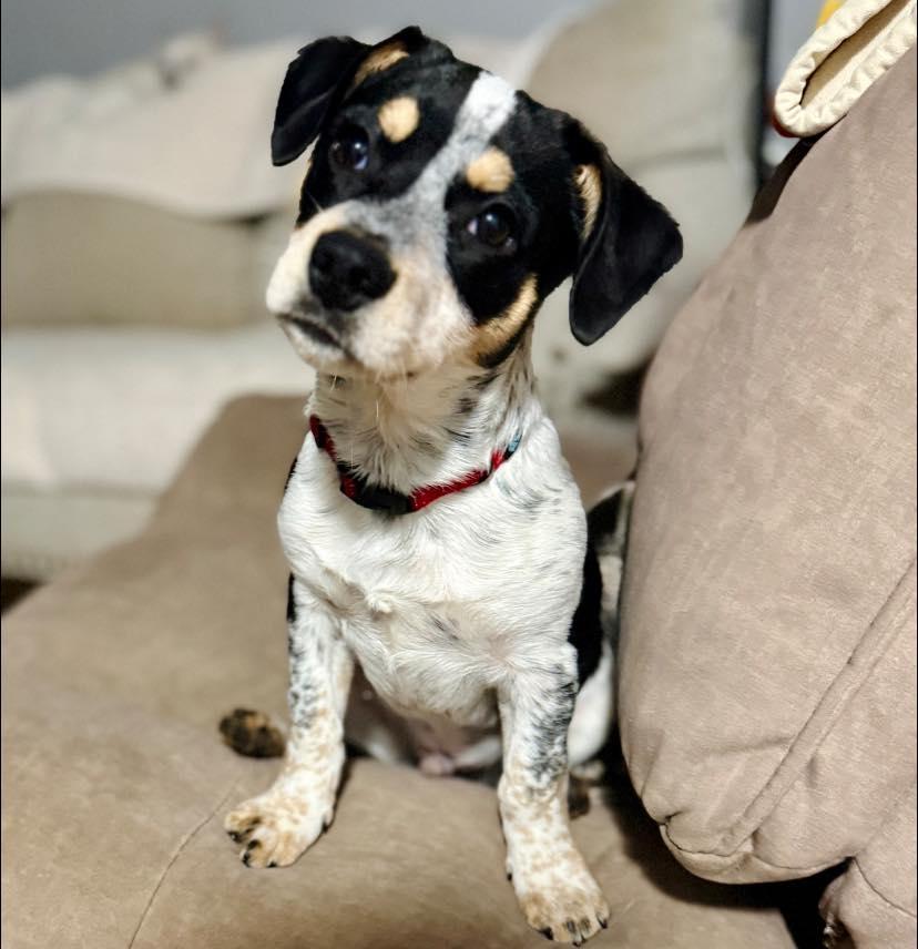 Rubble, ADOPTABLE, Puppy Male Australian Cattle Dog / Blue Heeler.