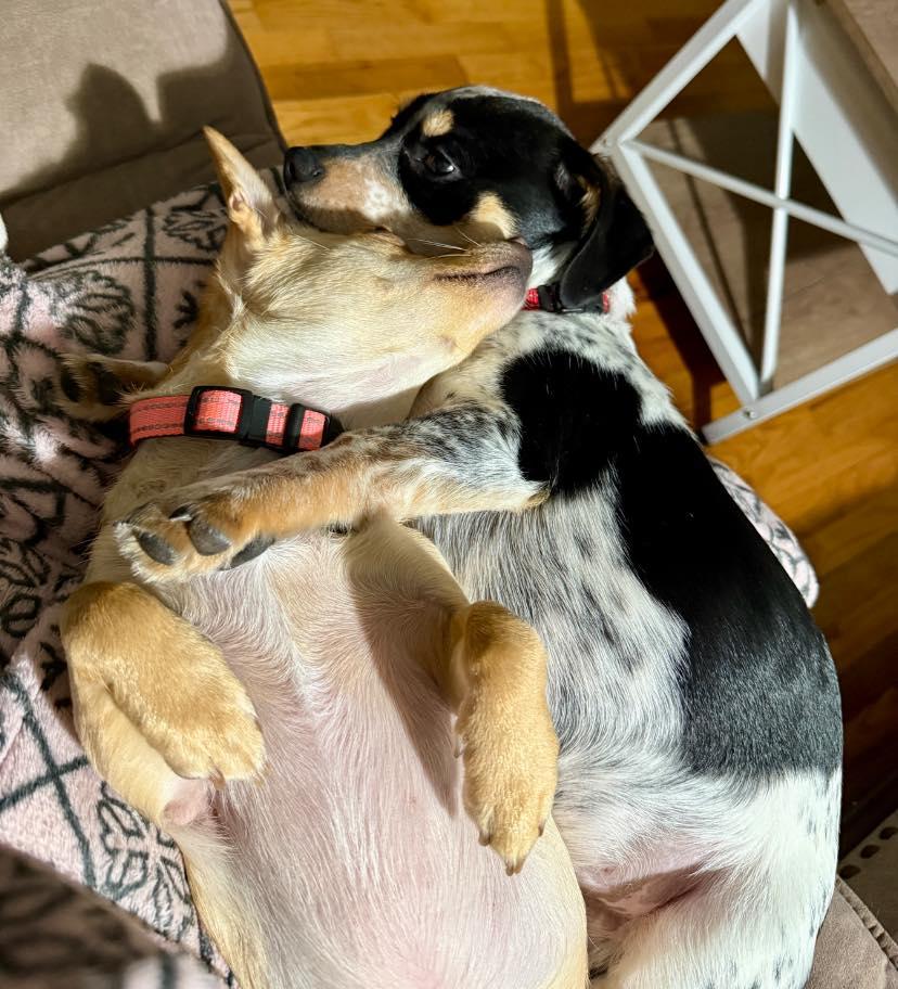 Rubble, a ADOPTABLE mixed breed in Salem, OR image 3/5