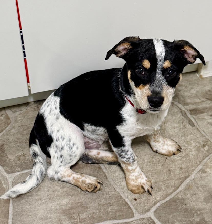 Rubble, a ADOPTABLE mixed breed in Salem, OR image 4/5