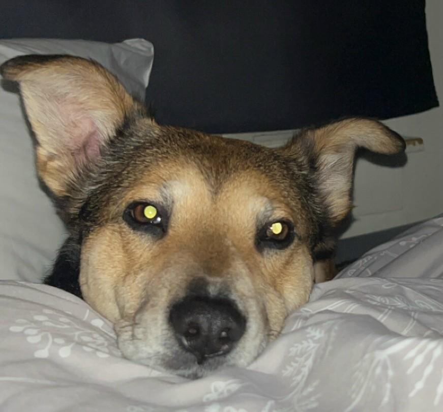 Enlarge Cooper (Great Companion Dog), a ADOPTABLE mixed breed in Newfoundland, PA image 2/5