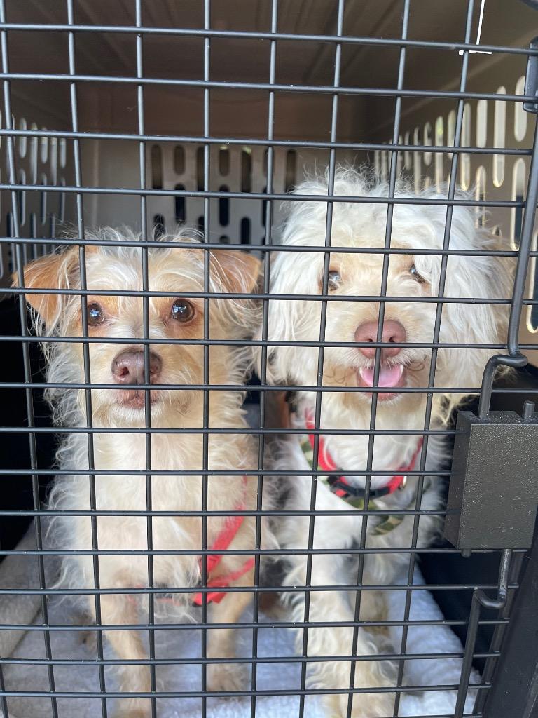 Mork, Adoptable, Adult Male Poodle & Terrier.