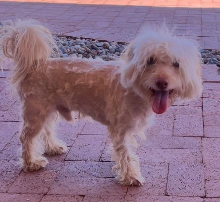 Mork, Adoptable, Adult Male Poodle & Terrier.