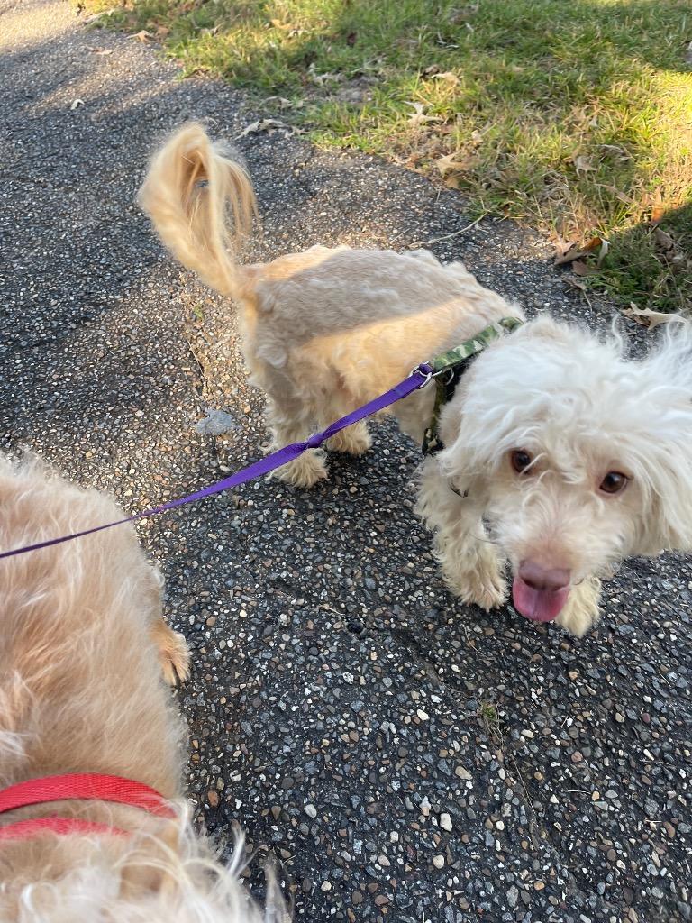 Enlarge Mork, a Adoptable mixed breed in Gilmer, TX image 2/6