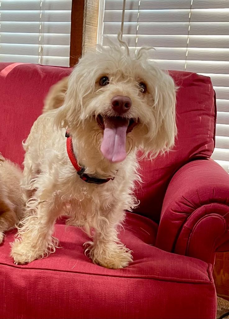 Enlarge Mork, a Adoptable mixed breed in Gilmer, TX image 3/6