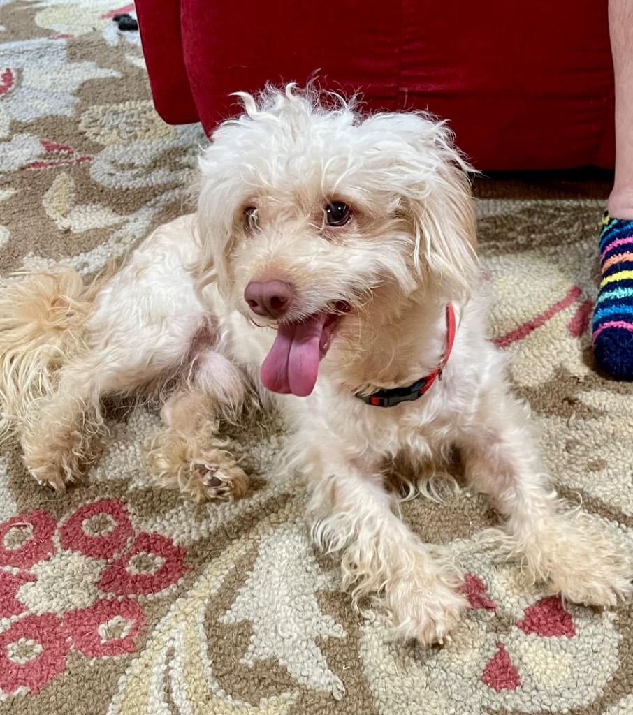 Enlarge Mork, a Adoptable mixed breed in Gilmer, TX image 5/6