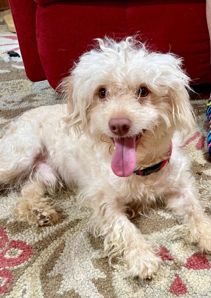 Enlarge Mork, a Adoptable mixed breed in Gilmer, TX image 6/6