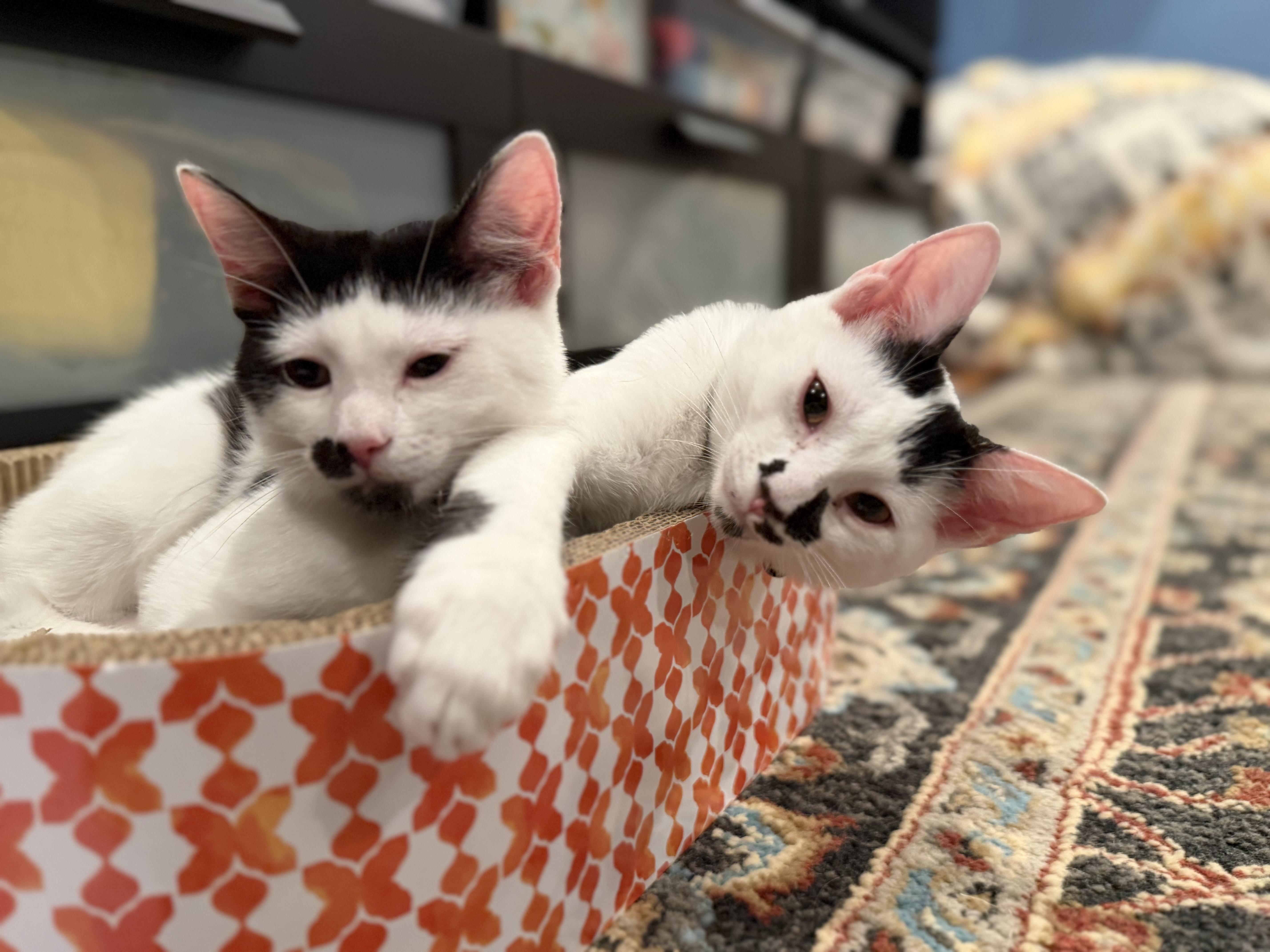 Enlarge Salt and Pepper, a ADOPTABLE Domestic Short Hair in Columbia, MD image 1/3