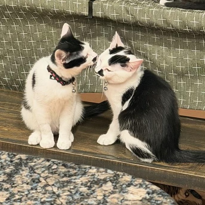Enlarge Salt and Pepper, a ADOPTABLE Domestic Short Hair in Columbia, MD image 3/3