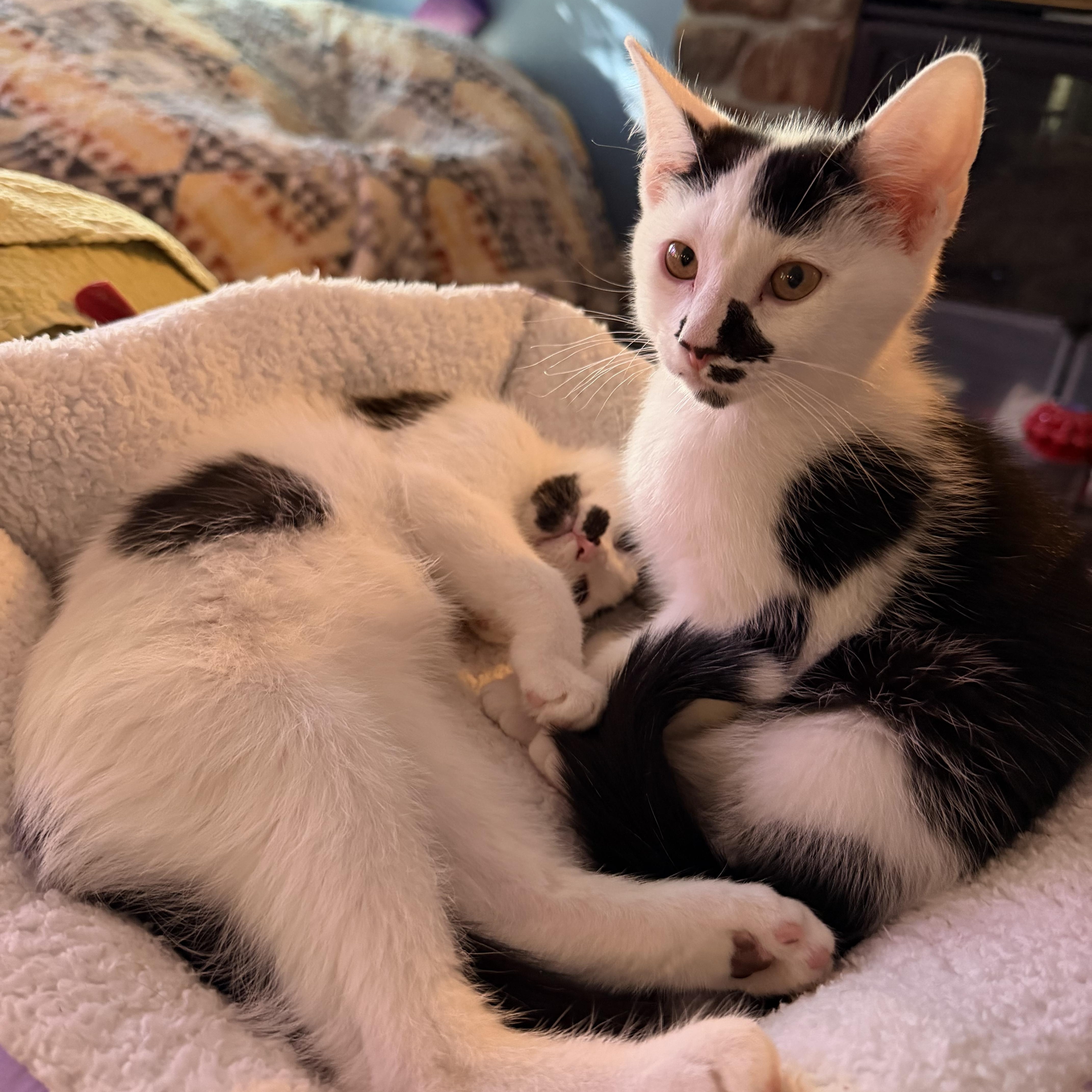 Enlarge Salt and Pepper, a ADOPTABLE Domestic Short Hair in Columbia, MD image 2/3