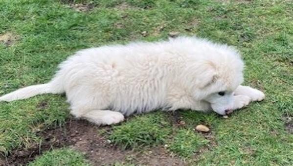 Sage- In Foster, a Adoptable mixed breed in Silverdale, WA image 1/4