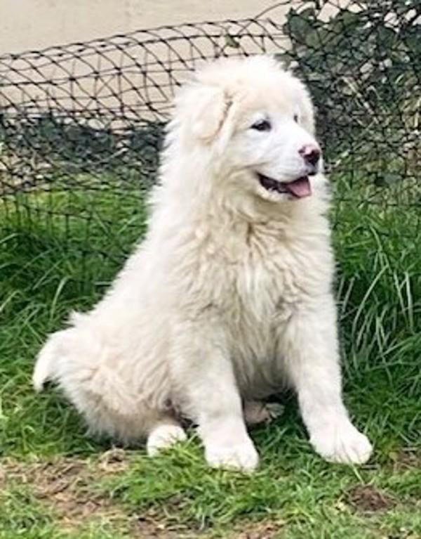 Sage- In Foster, a Adoptable mixed breed in Silverdale, WA image 2/4