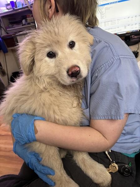 Sage- In Foster, a Adoptable mixed breed in Silverdale, WA image 3/4