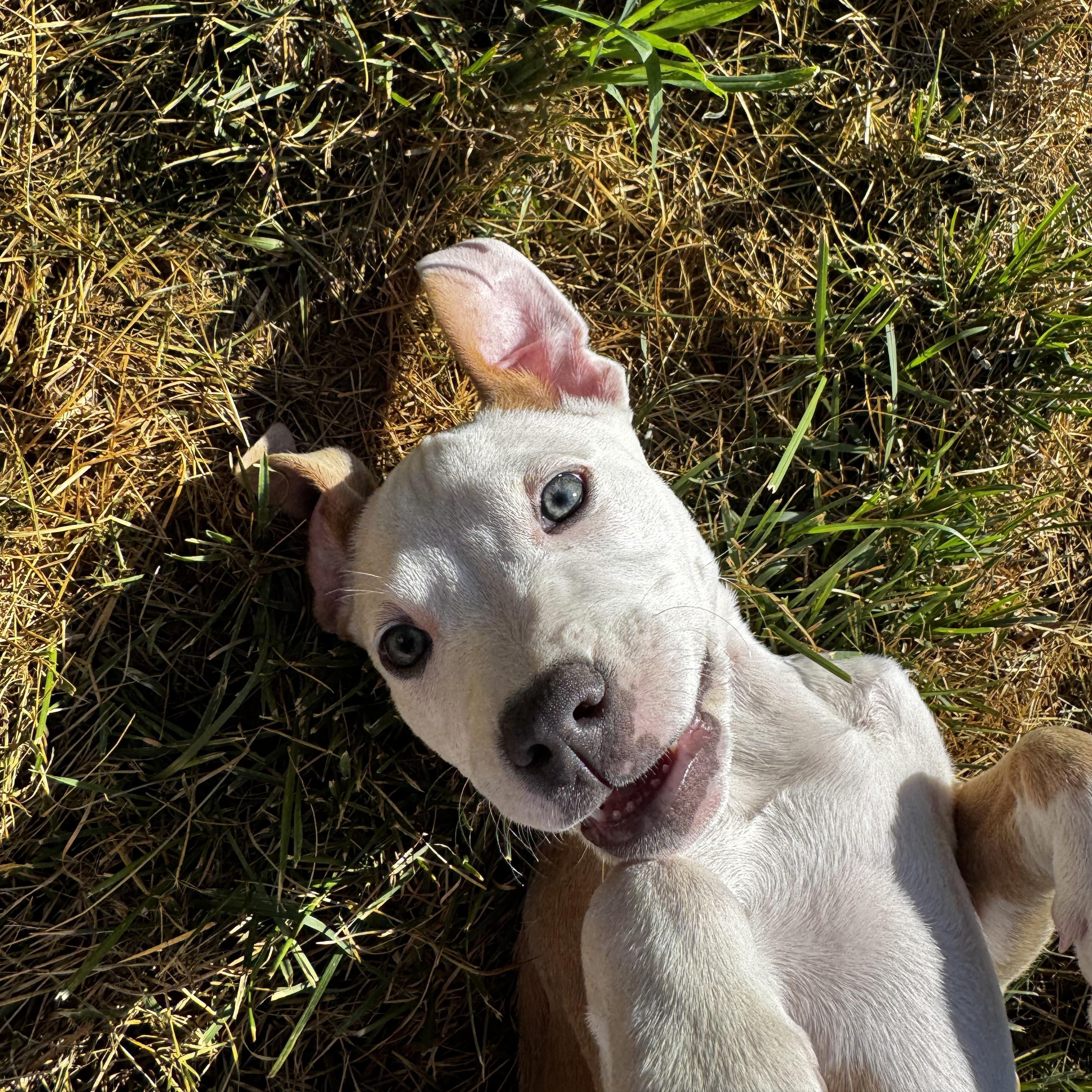Enlarge Yzma, a Adoptable mixed breed in Portland, ME image 5/6