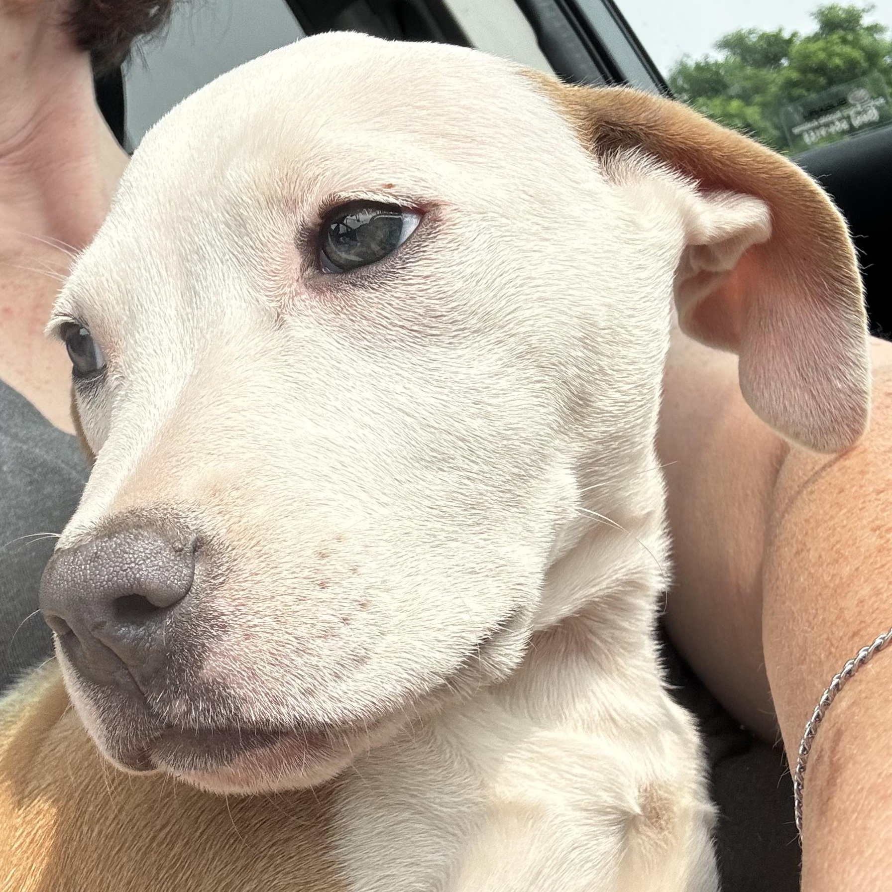 Enlarge Yzma, a Adoptable mixed breed in Portland, ME image 1/6