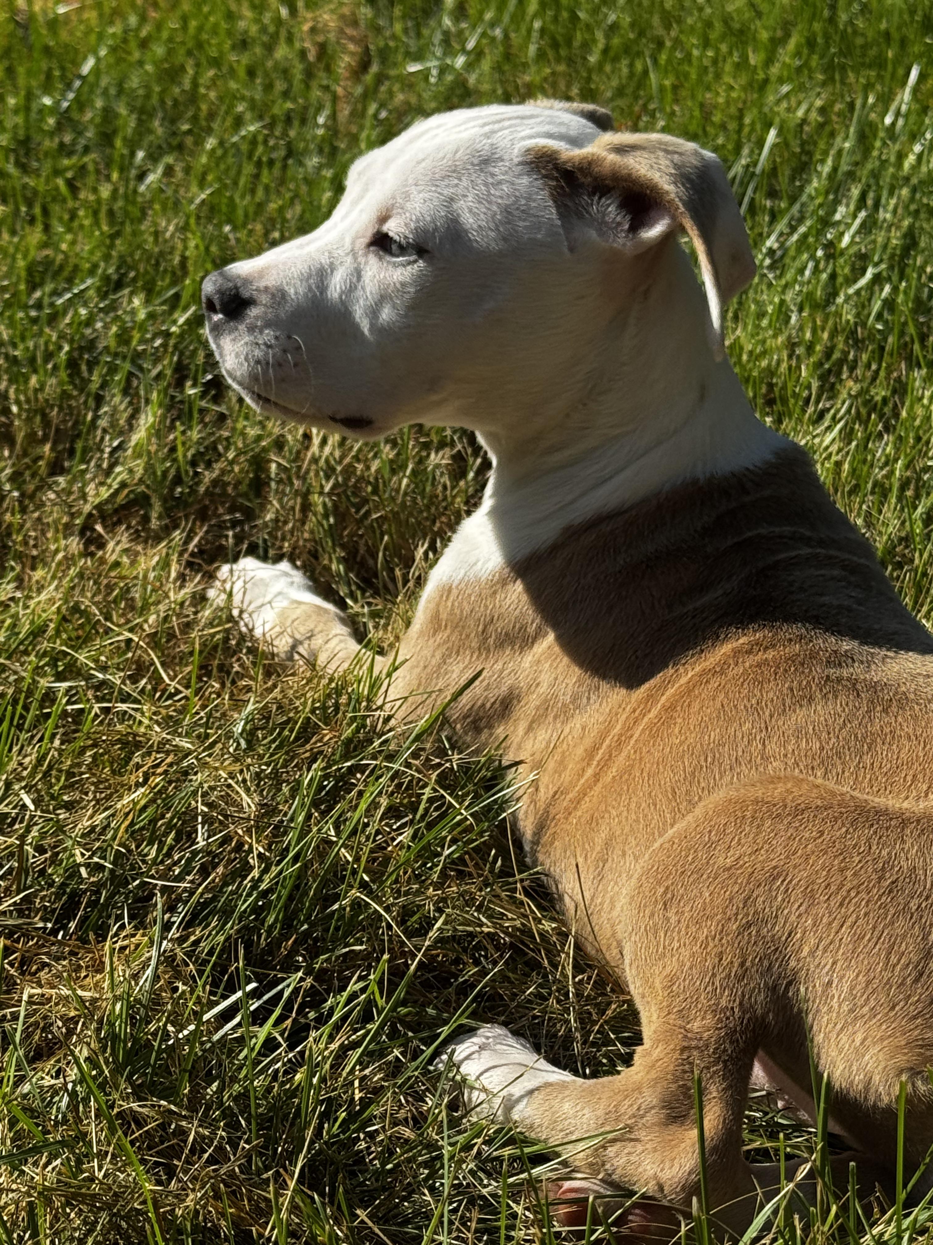 Enlarge Yzma, a Adoptable mixed breed in Portland, ME image 4/6