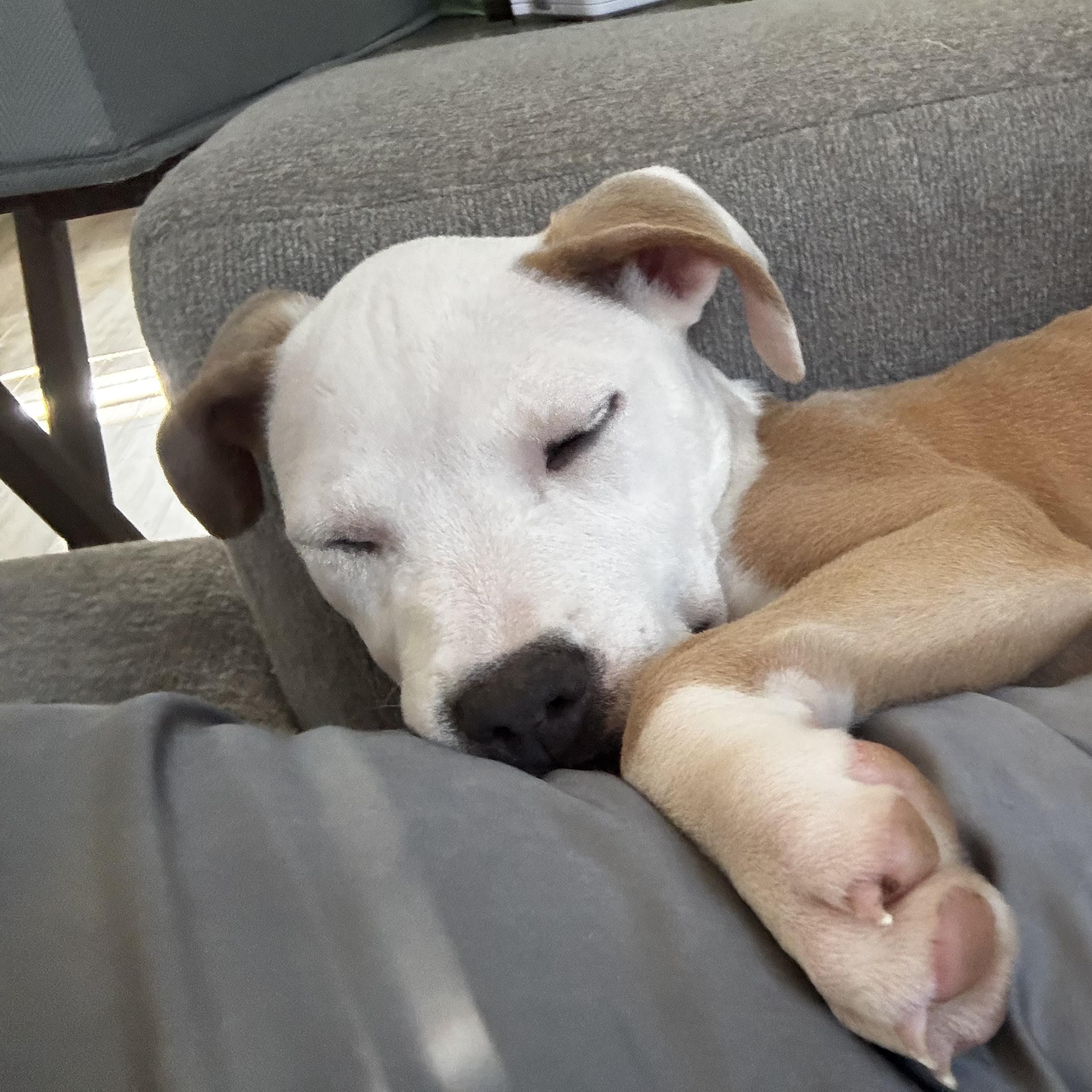 Enlarge Yzma, a Adoptable mixed breed in Portland, ME image 6/6