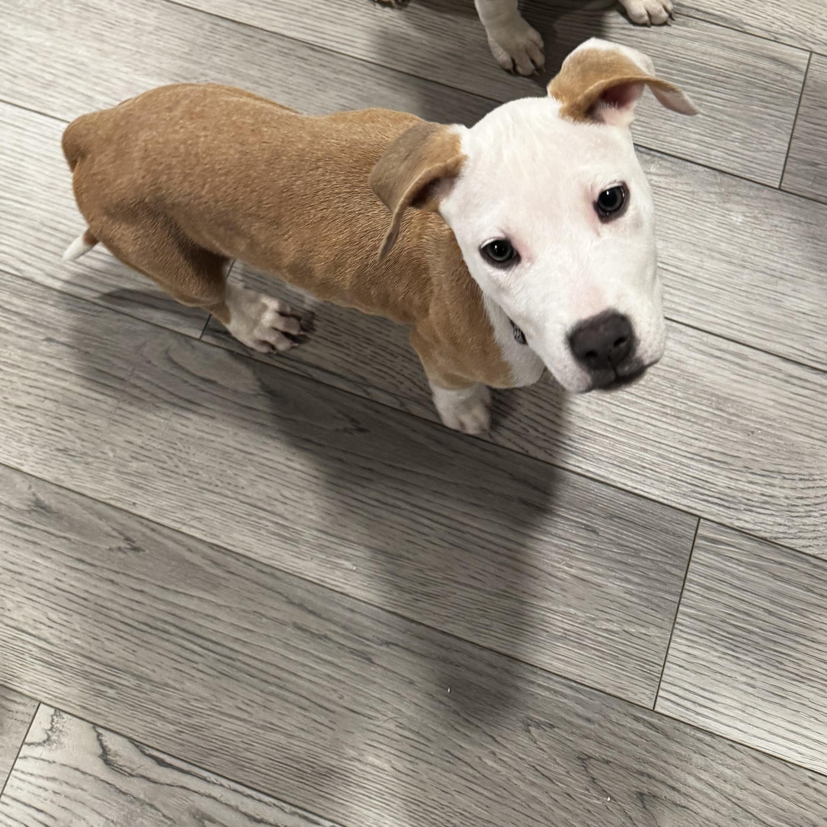 Enlarge Yzma, a Adoptable mixed breed in Portland, ME image 2/6