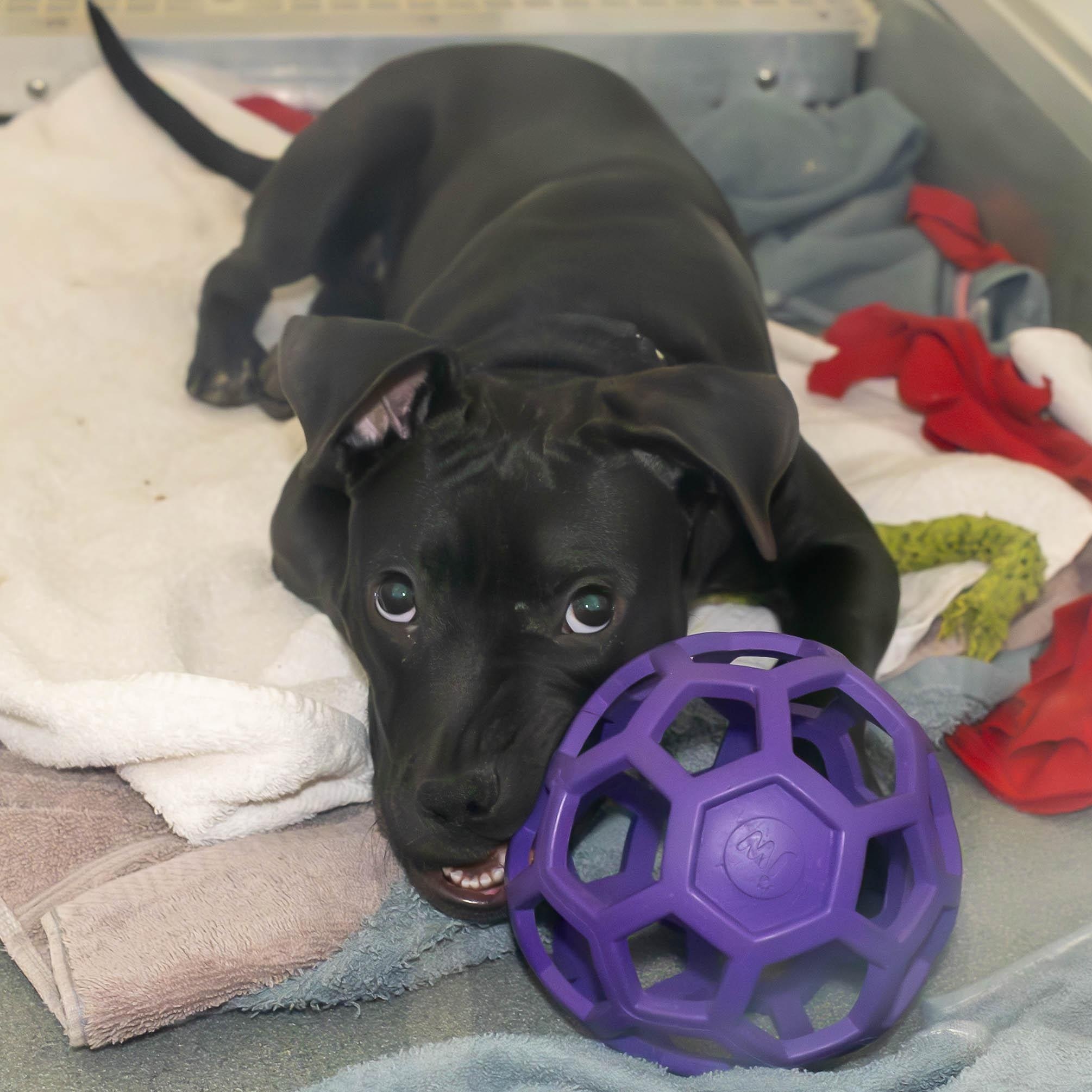 Enlarge Dior, a ADOPTABLE Mixed Breed in Chicago, IL image 2/3