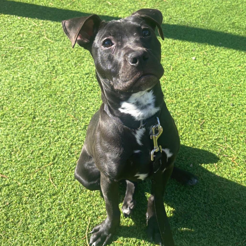 Enlarge Dior, a ADOPTABLE Mixed Breed in Chicago, IL image 3/3
