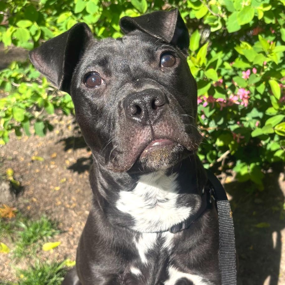 Dior, ADOPTABLE, Young Female Mixed Breed.
