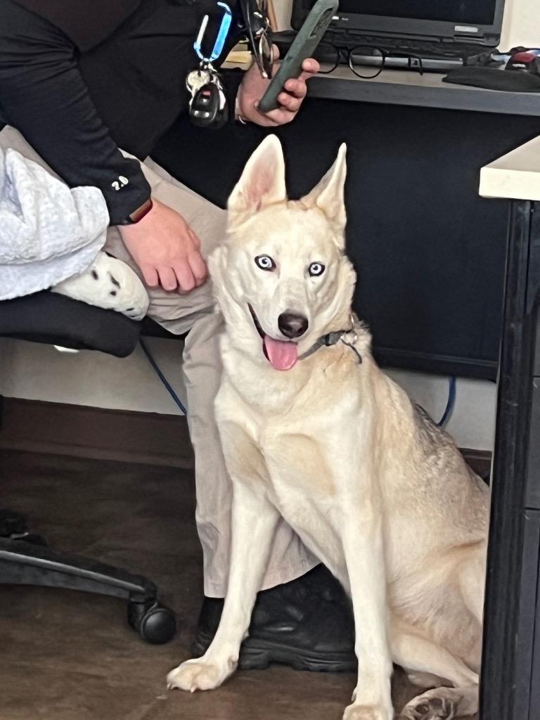 Iris, Adoptable, Adult Female Husky.