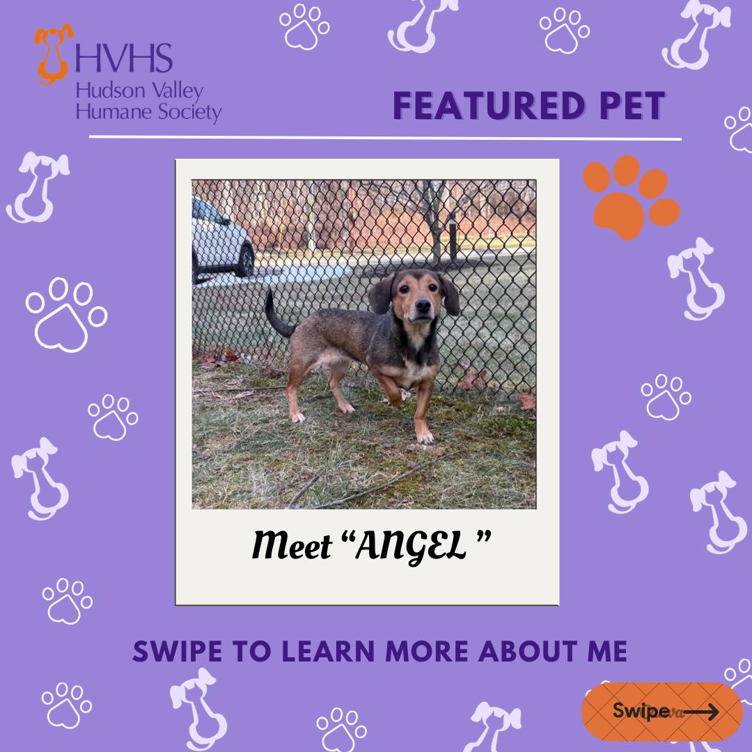 ANGEL, ADOPTABLE, Adult Female Miniature Dachshund.
