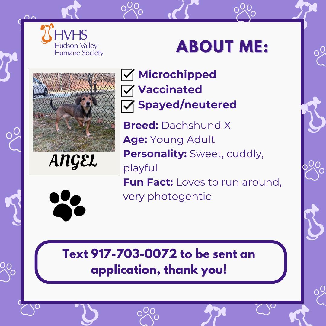 ANGEL, a ADOPTABLE mixed breed in Pomona, NY image 2/2