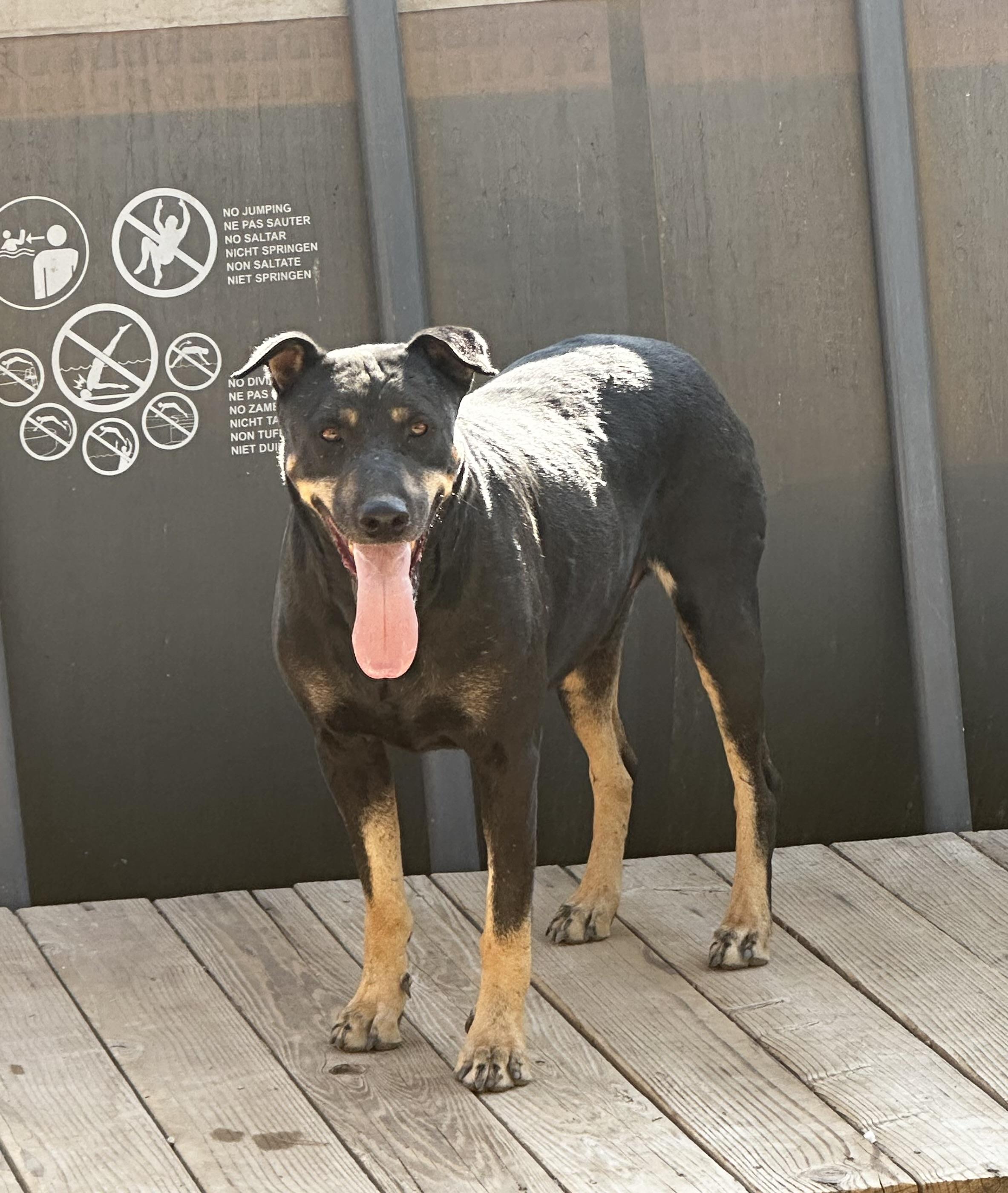 SCOOBY, ADOPTABLE, Adult Male Doberman Pinscher & Australian Shepherd.