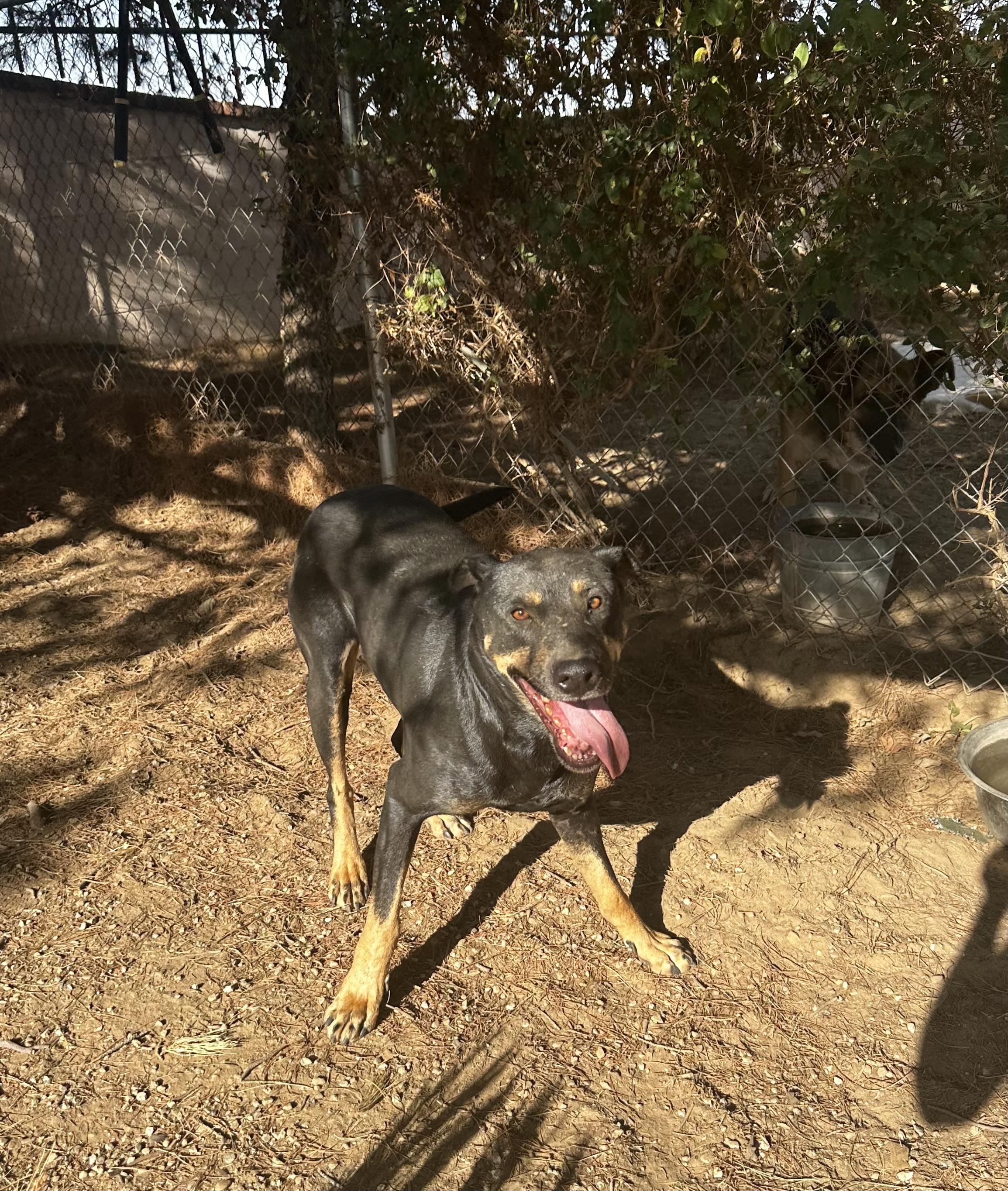 Enlarge SCOOBY, a ADOPTABLE mixed breed in Sherman Oaks, CA image 2/6