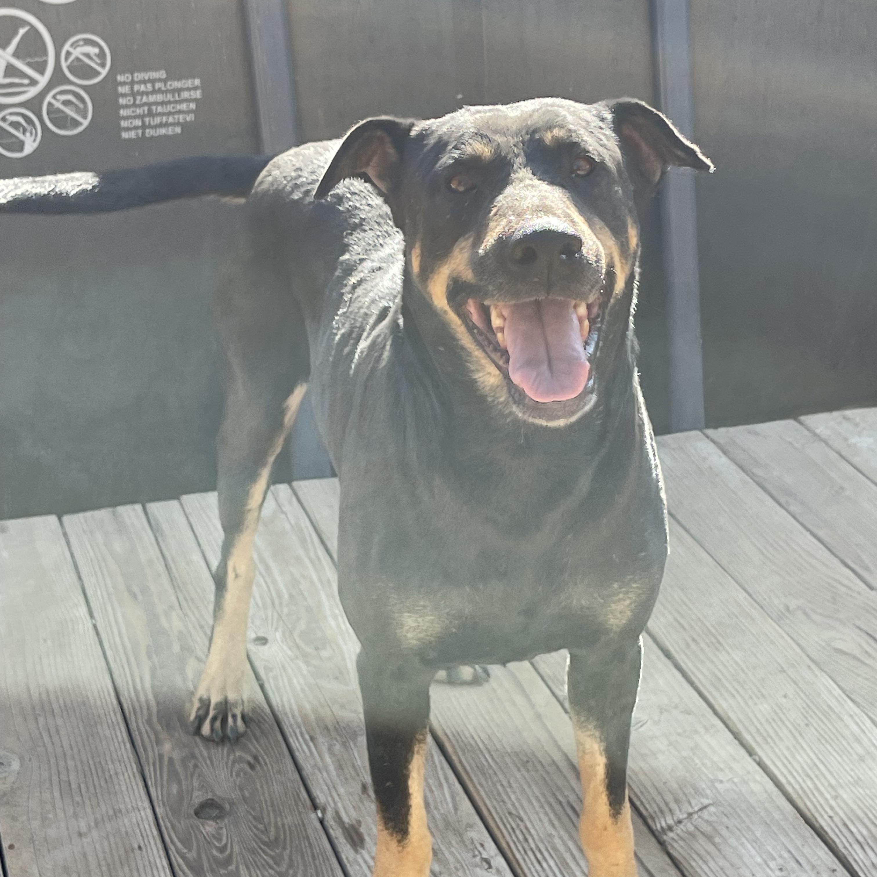 Enlarge SCOOBY, a ADOPTABLE mixed breed in Sherman Oaks, CA image 3/6