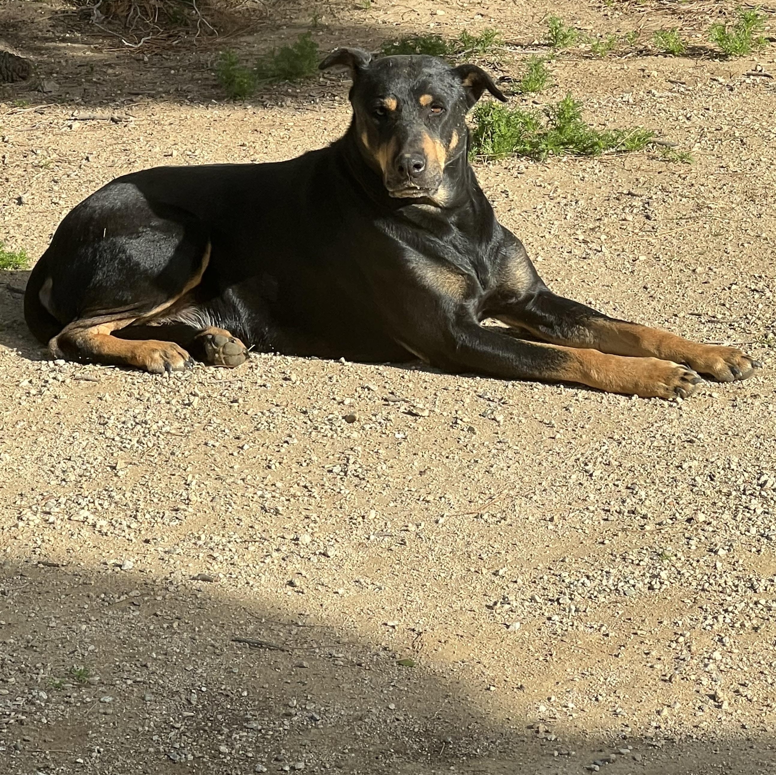 SCOOBY, a ADOPTABLE mixed breed in Sherman Oaks, CA image 6/6