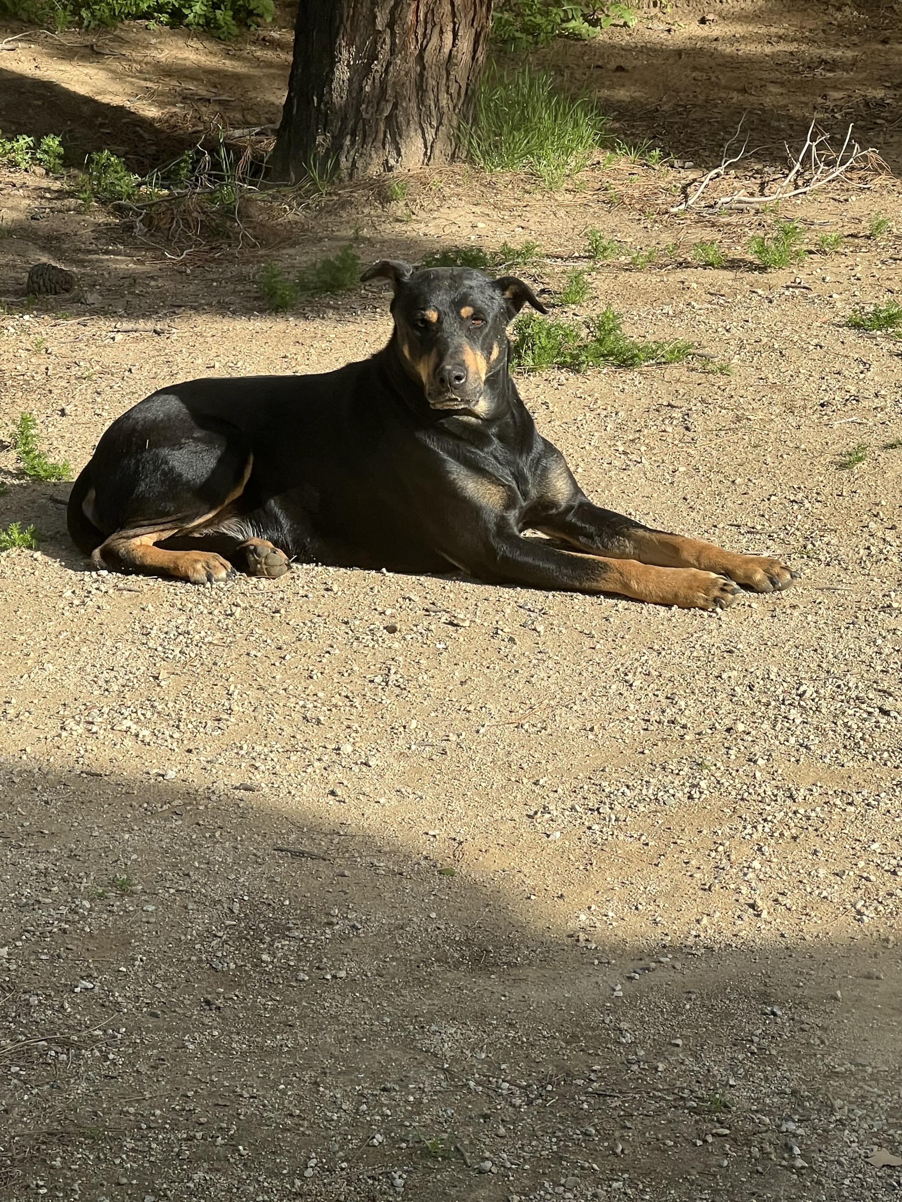 Enlarge SCOOBY, a ADOPTABLE mixed breed in Sherman Oaks, CA image 6/6