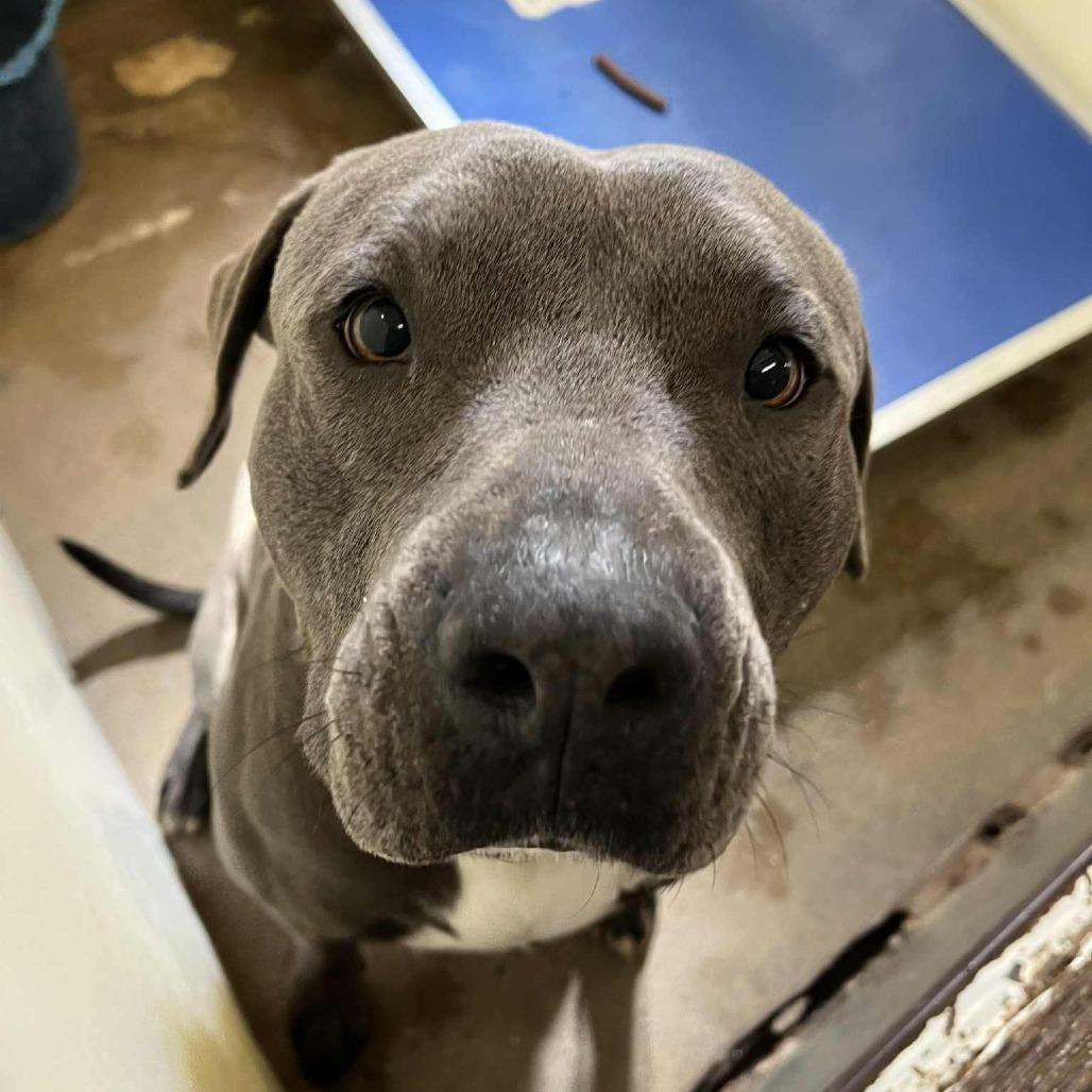 Gomez, Adoptable, Adult Male Pit Bull Terrier & Mixed Breed.