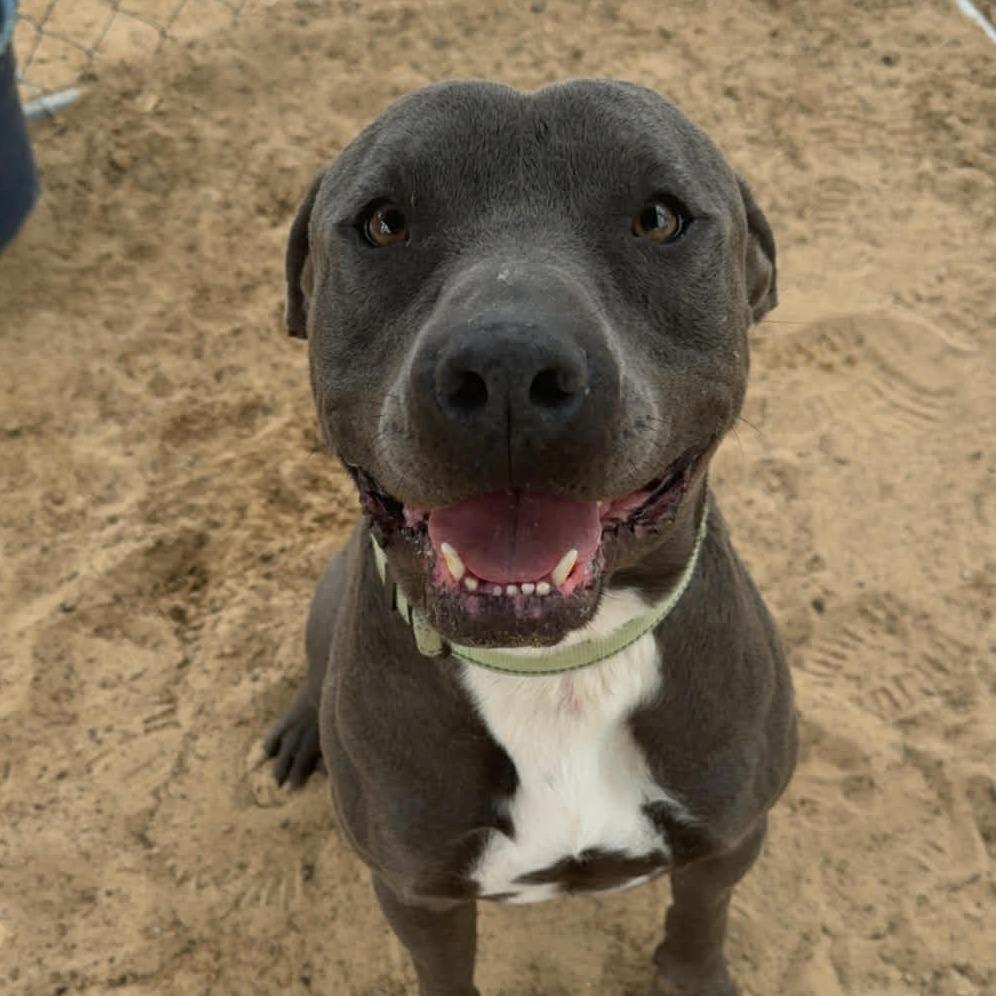 Enlarge Gomez, a Adoptable mixed breed in Stephenville, TX image 2/4