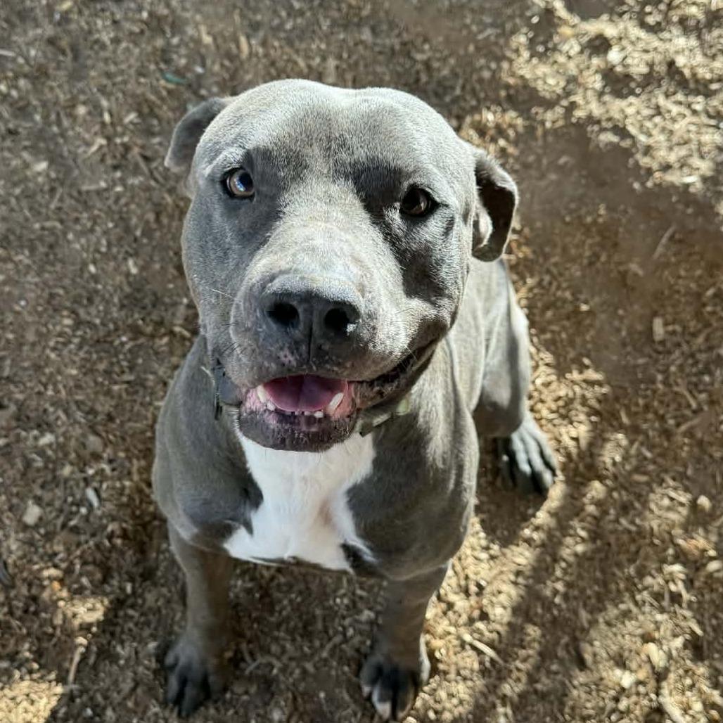 Enlarge Gomez, a Adoptable mixed breed in Stephenville, TX image 2/3