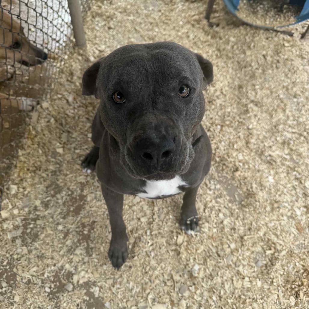 Enlarge Gomez, a Adoptable mixed breed in Stephenville, TX image 3/3