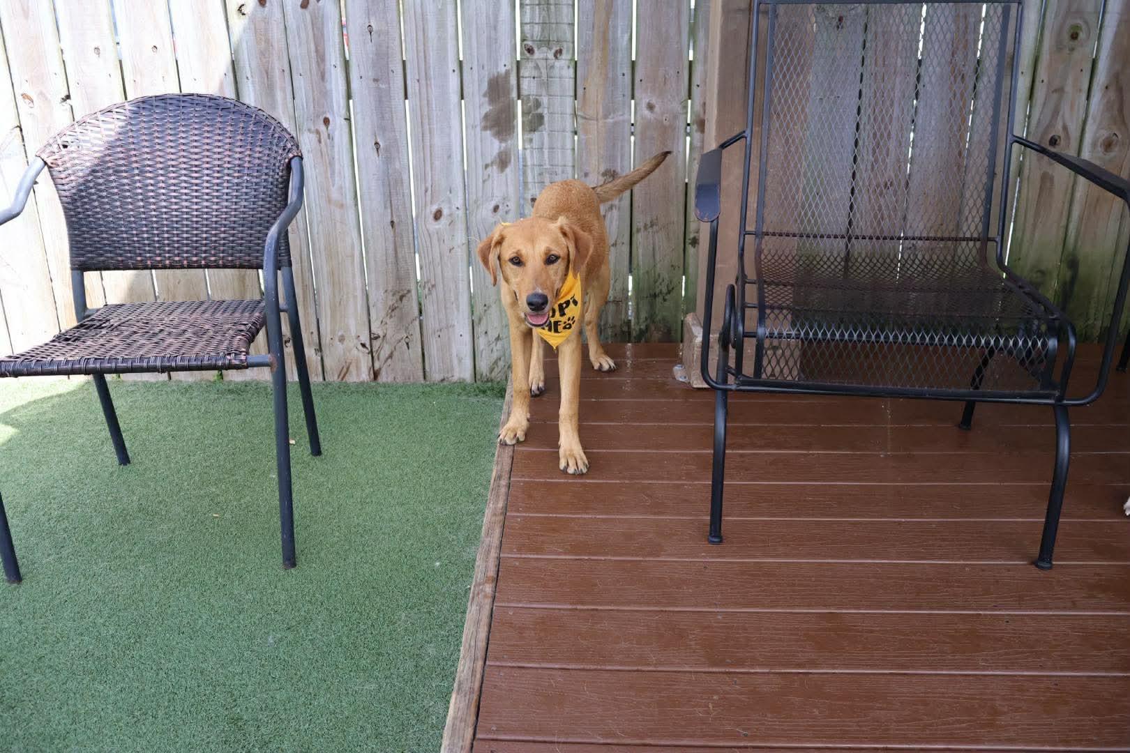 Enlarge Ginger, a ADOPTABLE mixed breed in Mobile, AL image 3/3