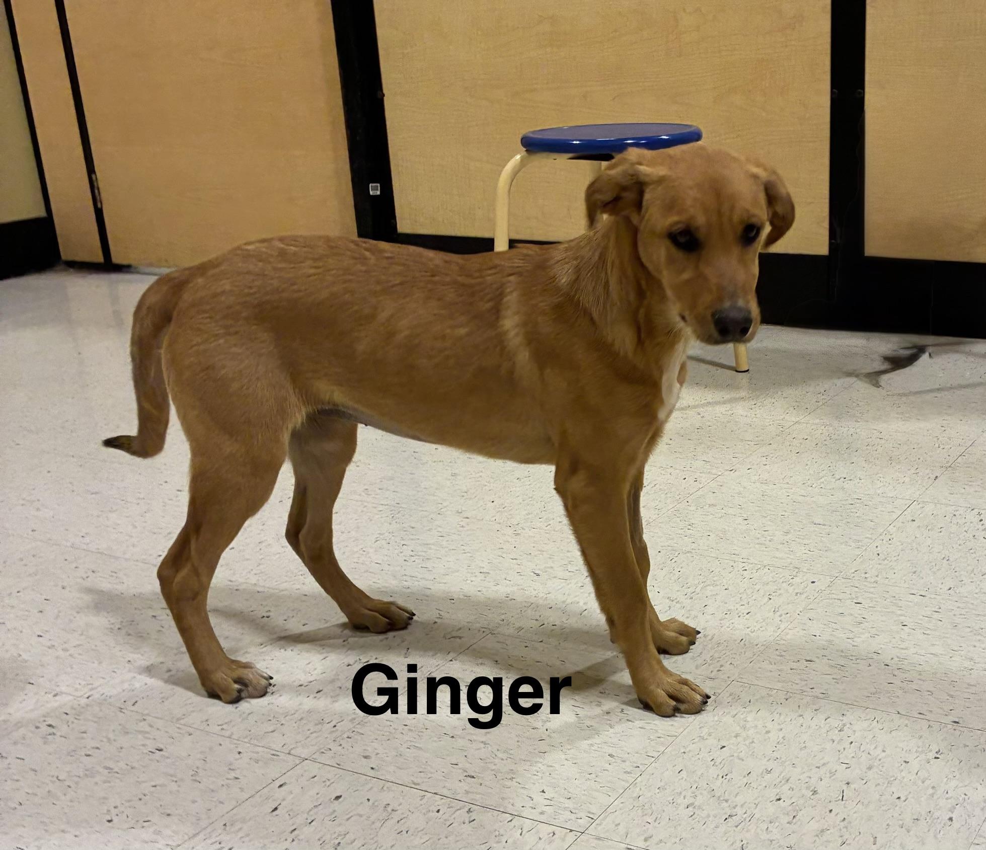 Enlarge Ginger, a ADOPTABLE mixed breed in Mobile, AL image 2/3