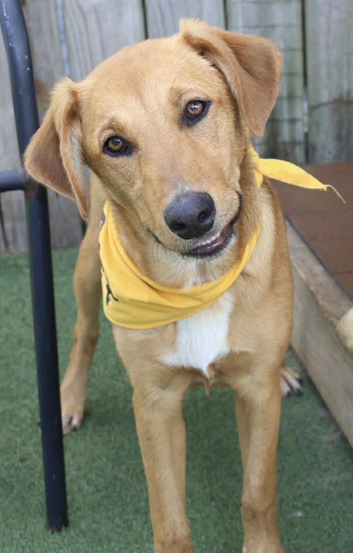 Ginger, ADOPTABLE, Puppy Female Australian Shepherd & Hound.