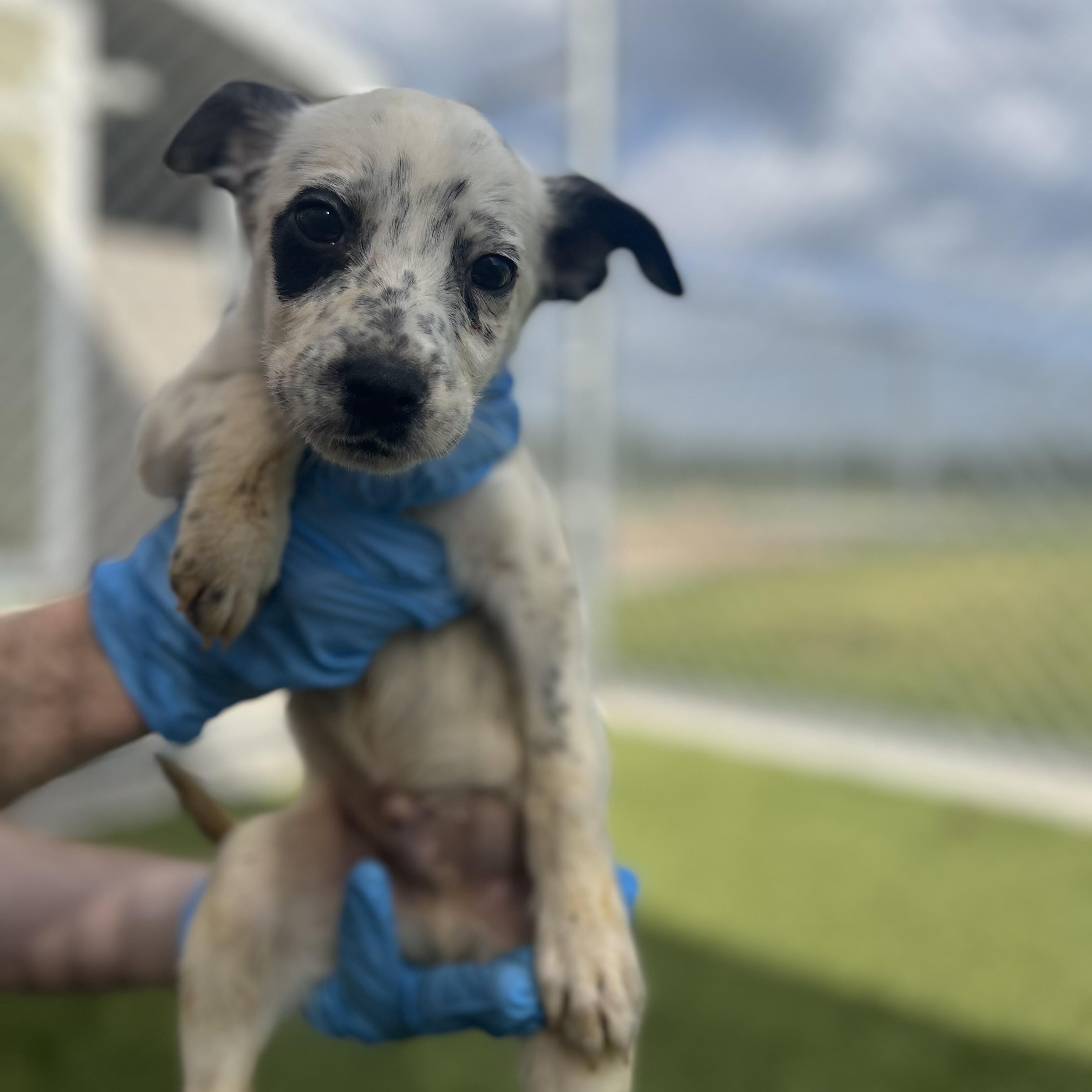 Colorado, Adoptable, Puppy Male Border Collie.
