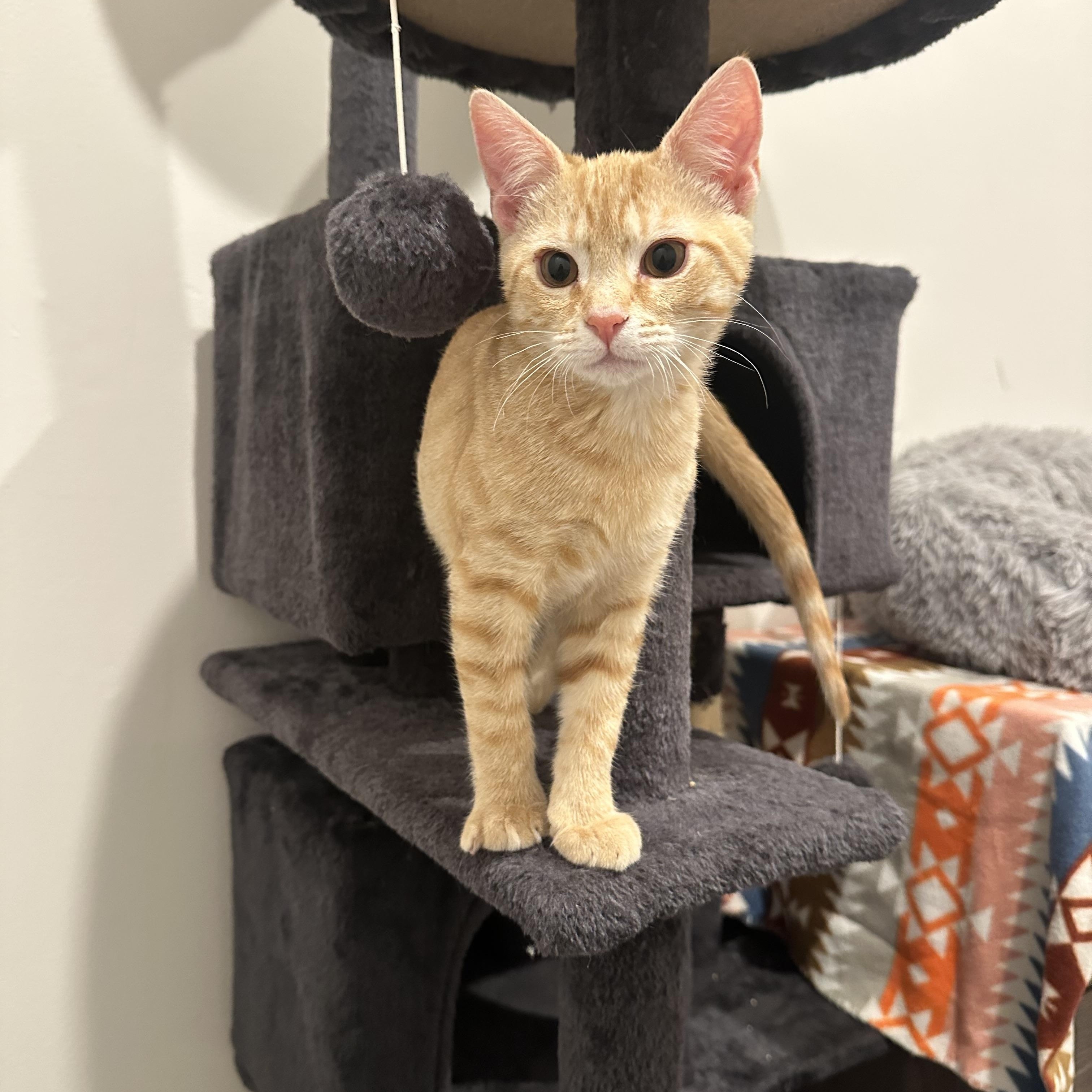 Enlarge Mango, an adopted Domestic Short Hair in Pleasantville, NJ image 2/3