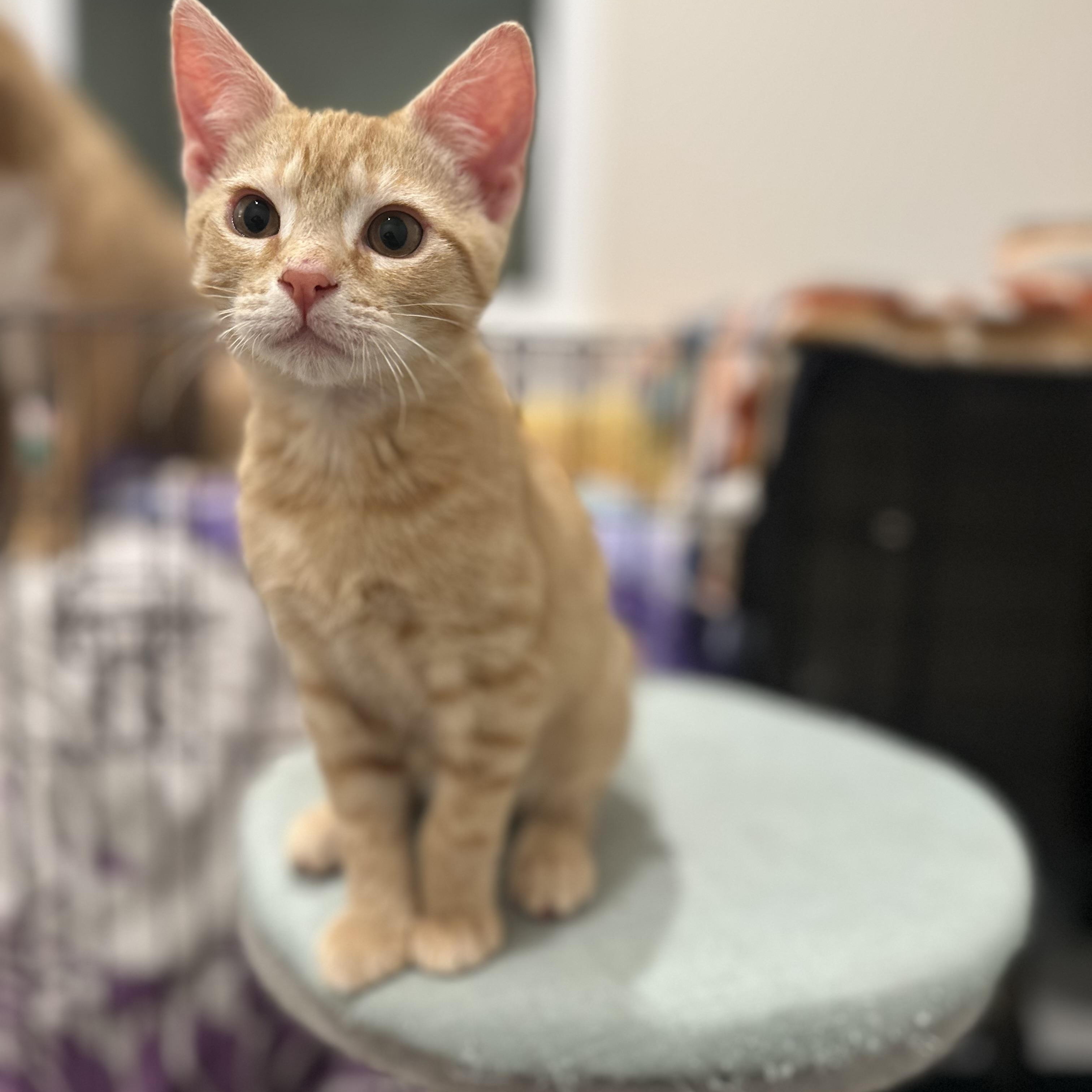 Enlarge Mango, an adopted Domestic Short Hair in Pleasantville, NJ image 1/3